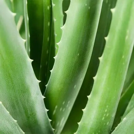 Spray de premiers secours avec de 98% Aloe Vera - 150 ml Essencelle by Chogan